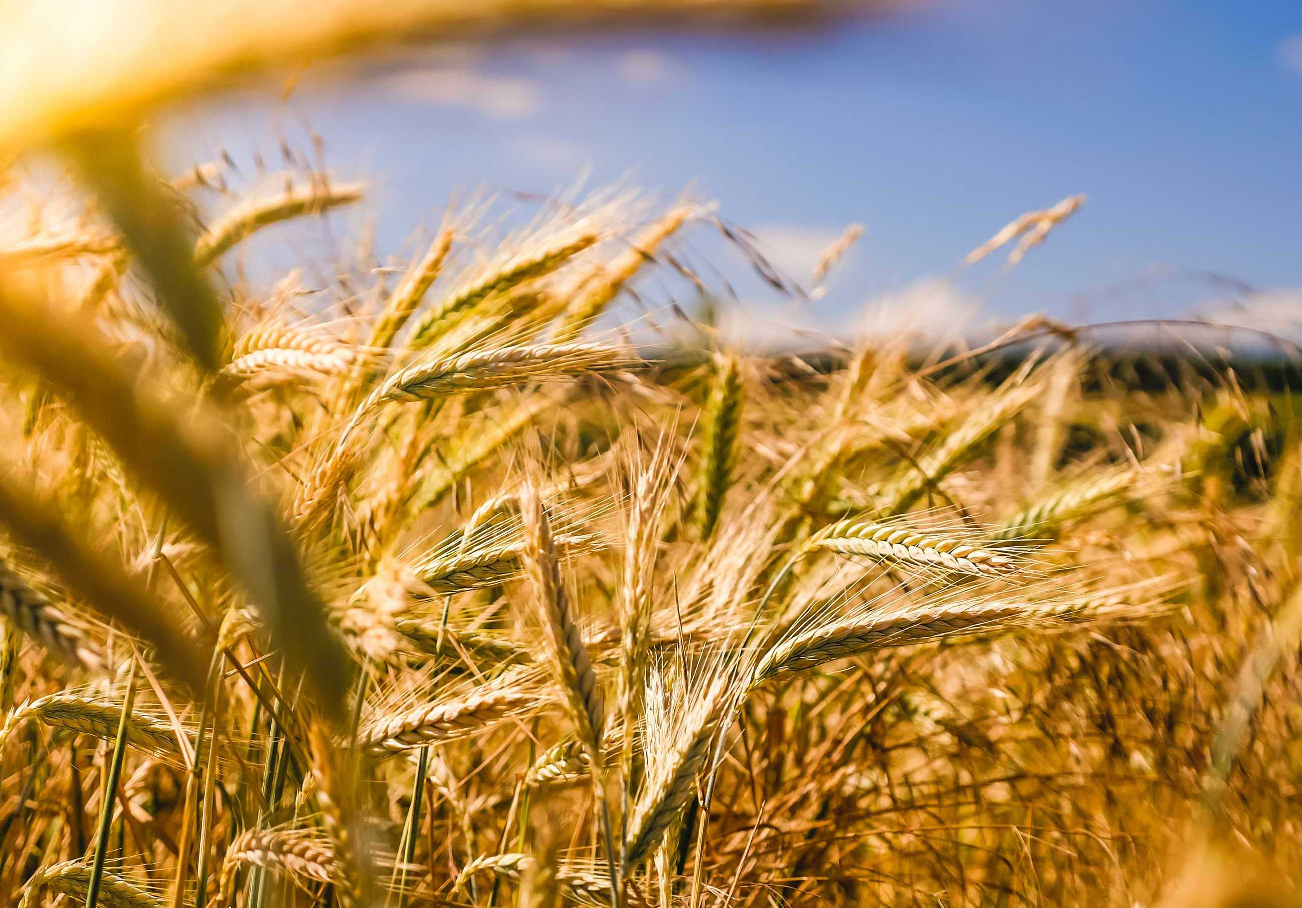 The Global Farm Project Image